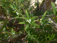 Leucopogon affinis