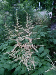 Astilbe biternata