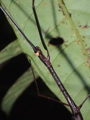 Diardia diardi