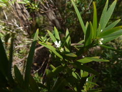 Leucopogon affinis