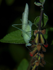 Eulioptera