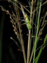 Conocephalus conocephalus