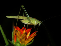 Phaneroptera sparsa