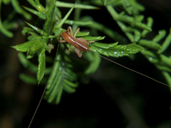 Niphetogryllacris submutica