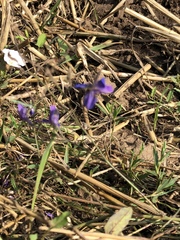 Delphinium consolida