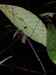 Diardia diardi
