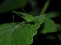 Phaneroptera sparsa