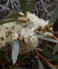Eucalyptus diversifolia