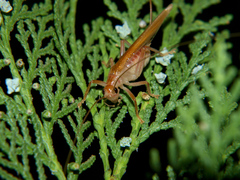 Niphetogryllacris submutica