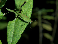 Phaneroptera sparsa