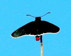 Mysoria affinis