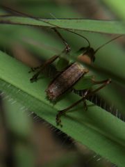 Karniellina