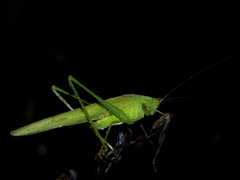 Phaneroptera sparsa