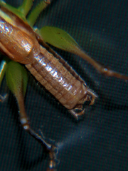 Karniellina