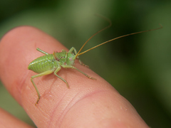 Acanthoplus