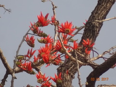 Erythrina suberosa