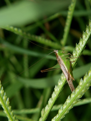 Conocephalus conocephalus