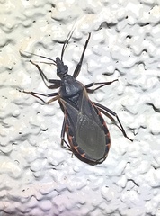 Triatoma rubida
