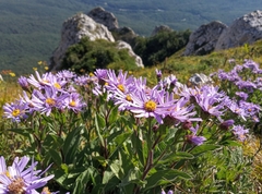 Aster amellus ibericus