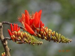 Erythrina suberosa
