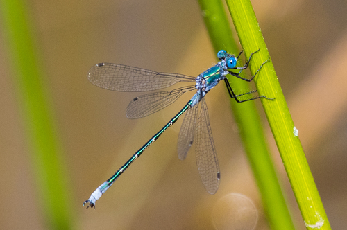 Emerald Spreadwing