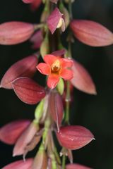 Thunbergia coccinea