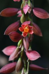 Thunbergia coccinea