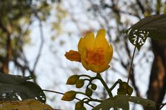 Cochlospermum religiosum