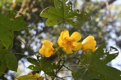 Cochlospermum religiosum