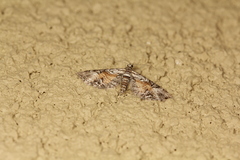 Eupithecia palpata