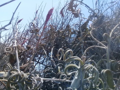 Tillandsia intermedia