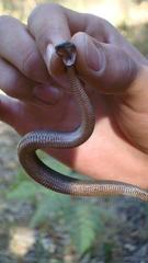 Crotalus lepidus × aquilus