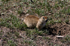 Spermophilus erythrogenys