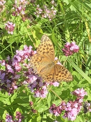 Argynnis paphia