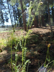 Sanguisorba occidentalis