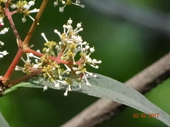 Ixora brachiata