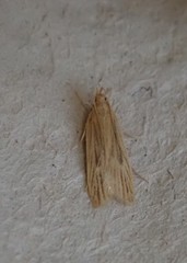 Helcystogramma rufescens