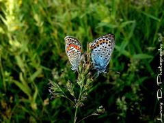 Plebejus argus