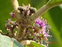 Callicarpa tomentosa