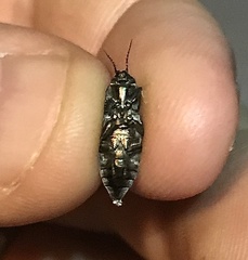 Melanophila consputa