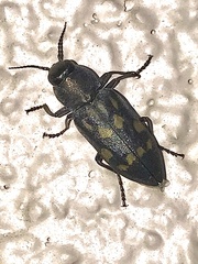 Melanophila consputa