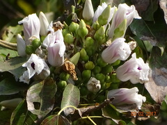 Ipomoea campanulata
