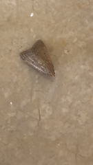 Bostra obsoletalis