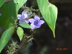 Strobilanthes integrifolius