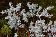 Daviesia pachyphylla