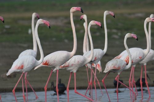 Greater Flamingo