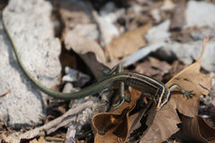 Emoia cyanura