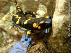Salamandra salamandra