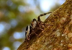 Dendryphantes zygoballoides