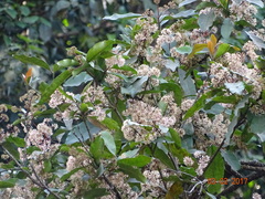 Ixora brachiata